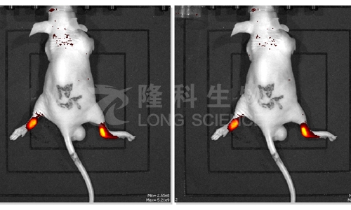小动物活体成像技术的优点是什么？