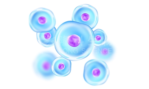 原代细胞分离鉴定时有哪些技巧与注意事项？