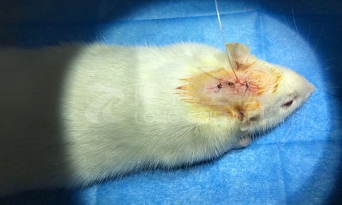 动物模型在人类疾病研究中的意义