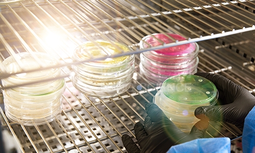 实验秘籍：提升MIC测定准确性的10大黄金法则！