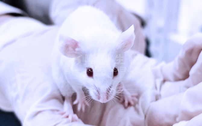 收藏！DSS结肠炎造模步骤及注意事项